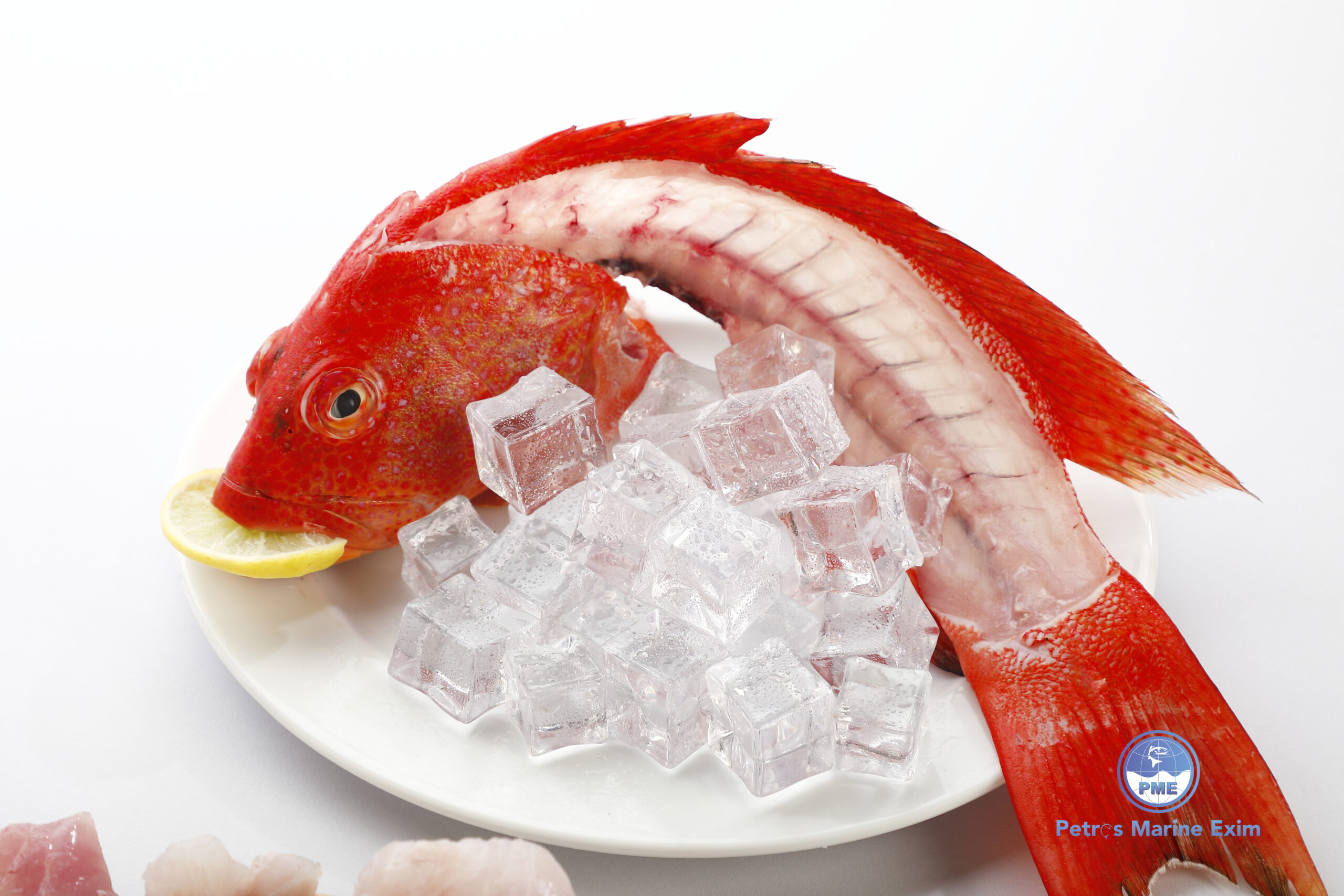 MOON TAIL GROUPER (2)